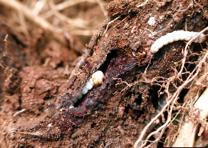 Grape root borer larvae causing root damage. 