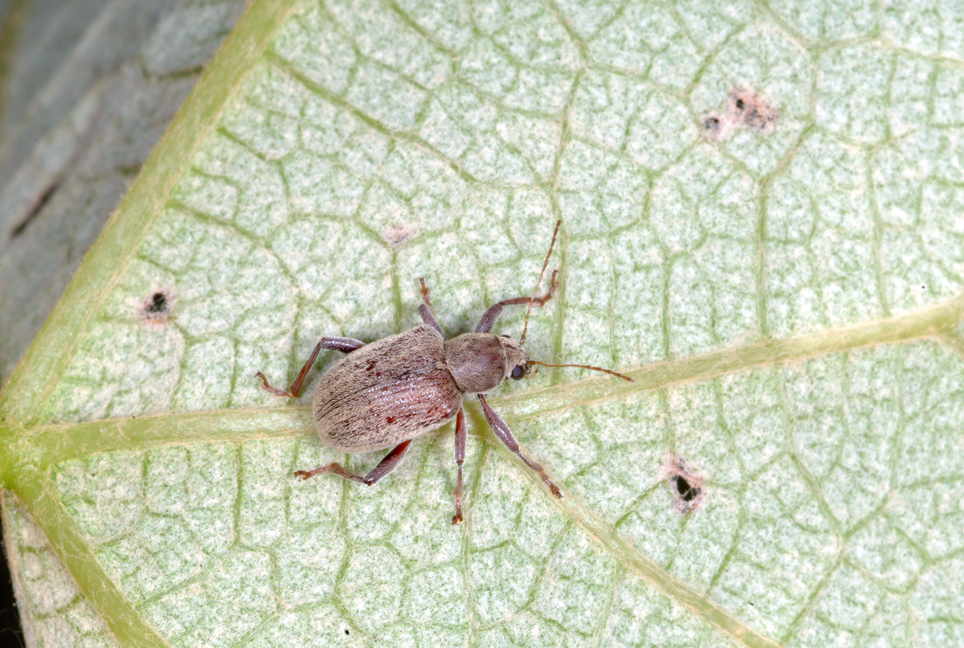 Adult grape rootworm. 