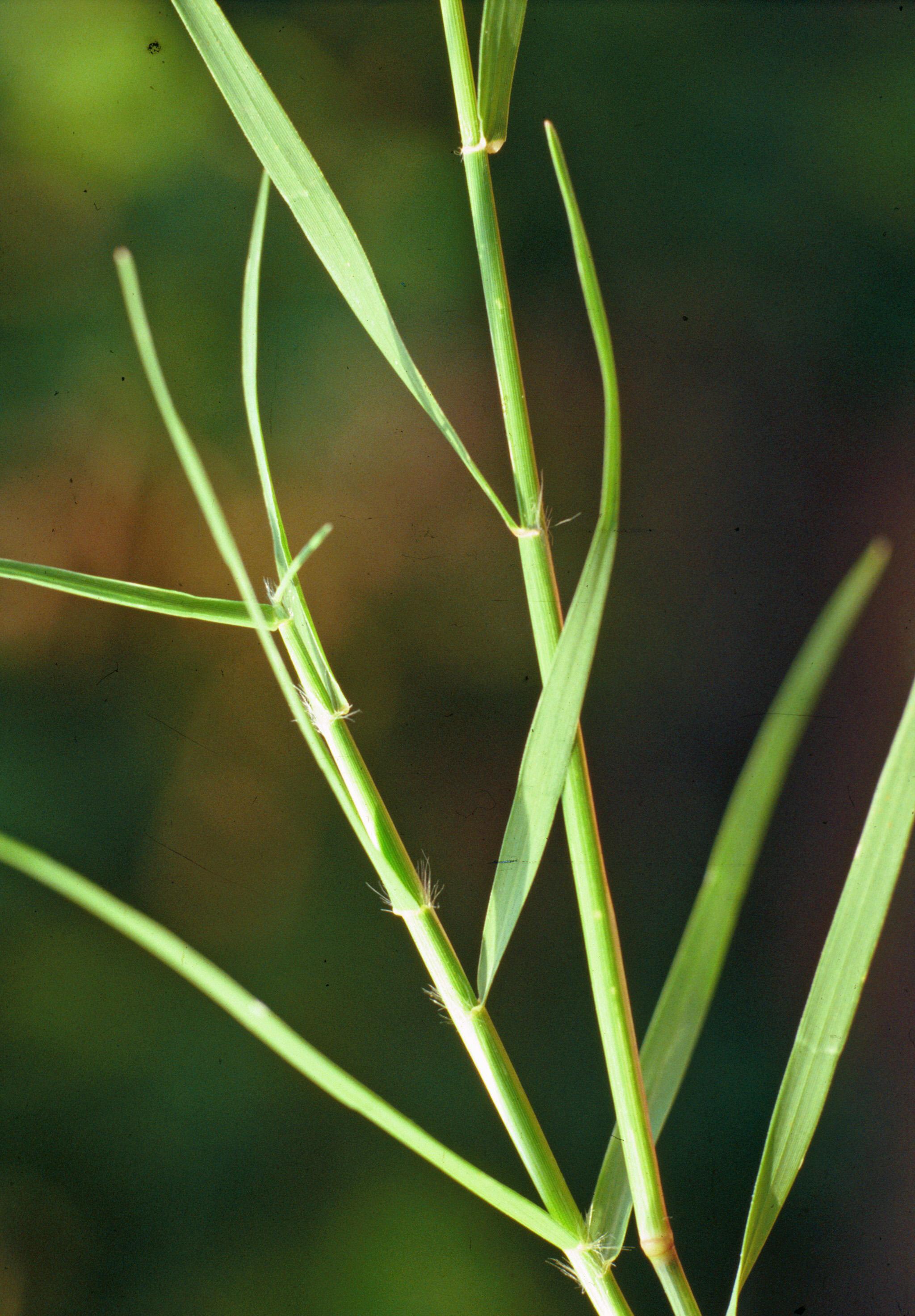 Bermudagrass foliage. 