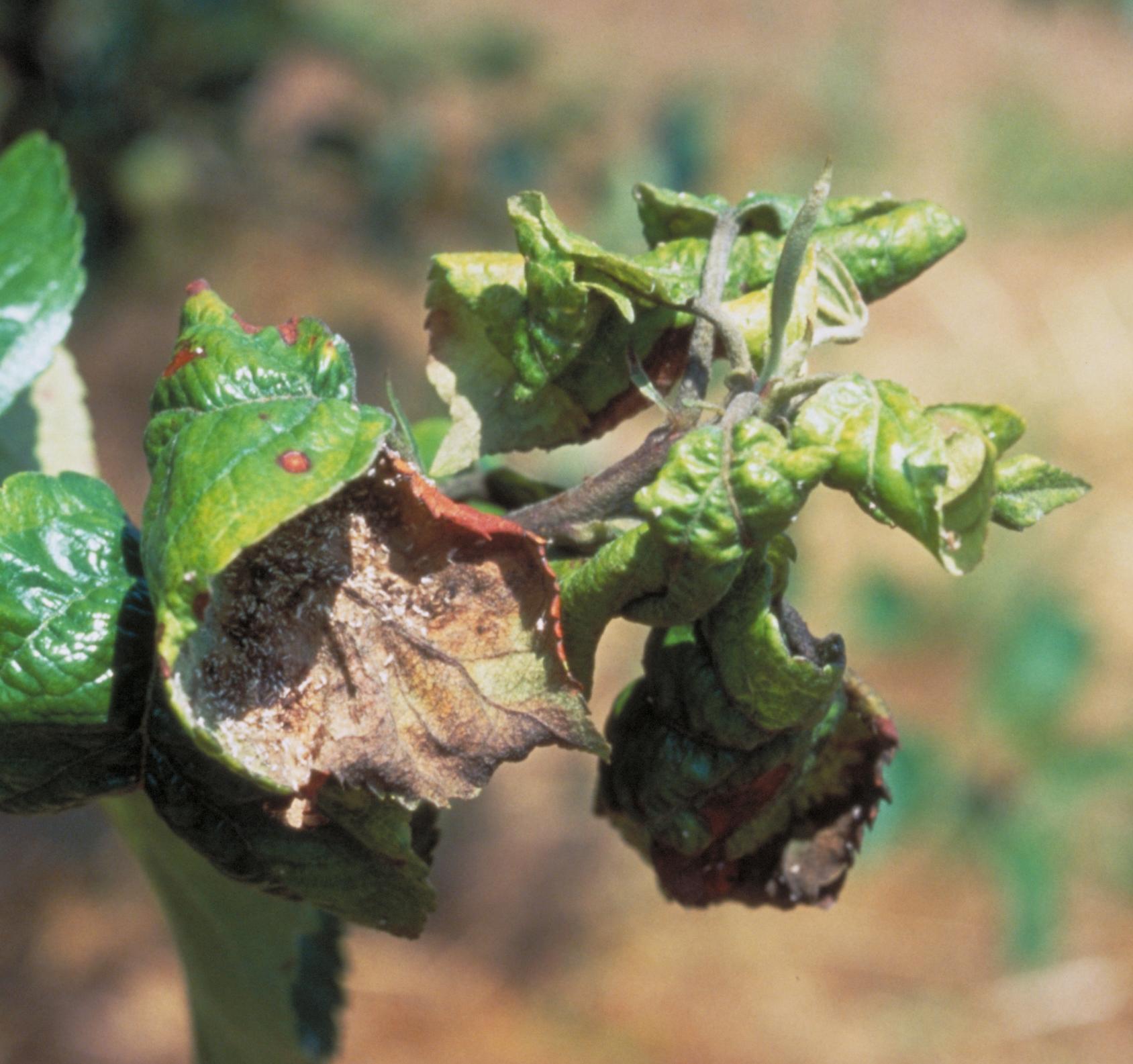 Rosy apple aphid foliar symptoms (Bessin, UKY)