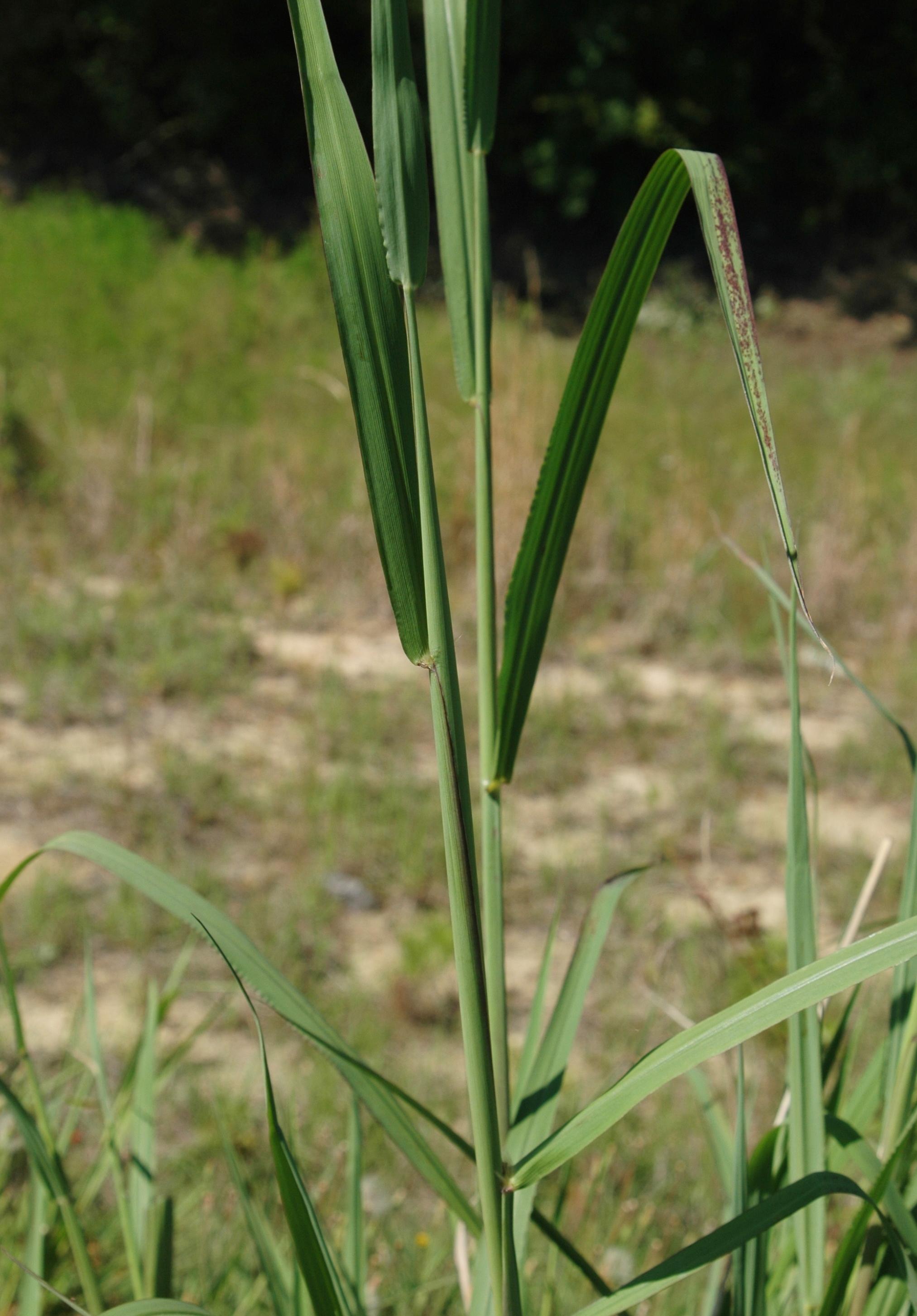 Close-up of Johnsongrass. 