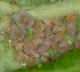 Rosy apple aphid