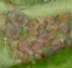 Rosy apple aphid