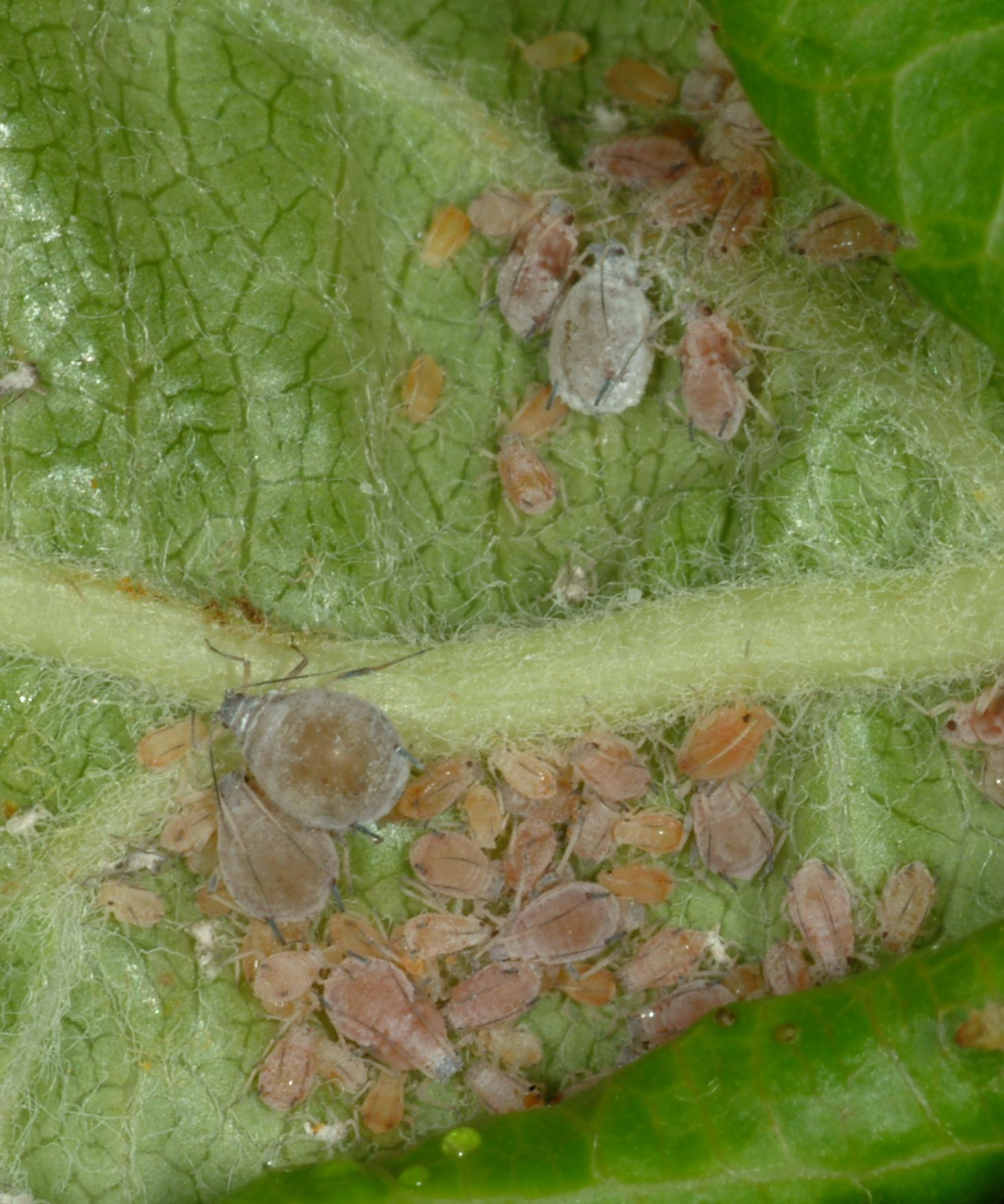 Rosy apple aphid (Bessin, UKY)