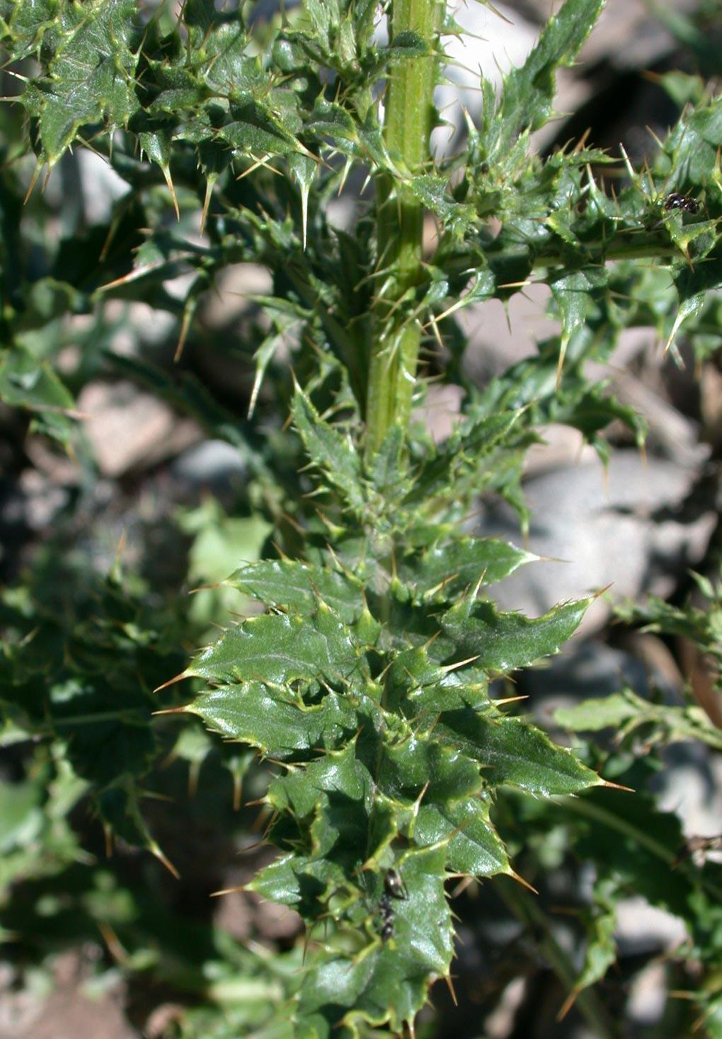 Canada thistle foliage. 