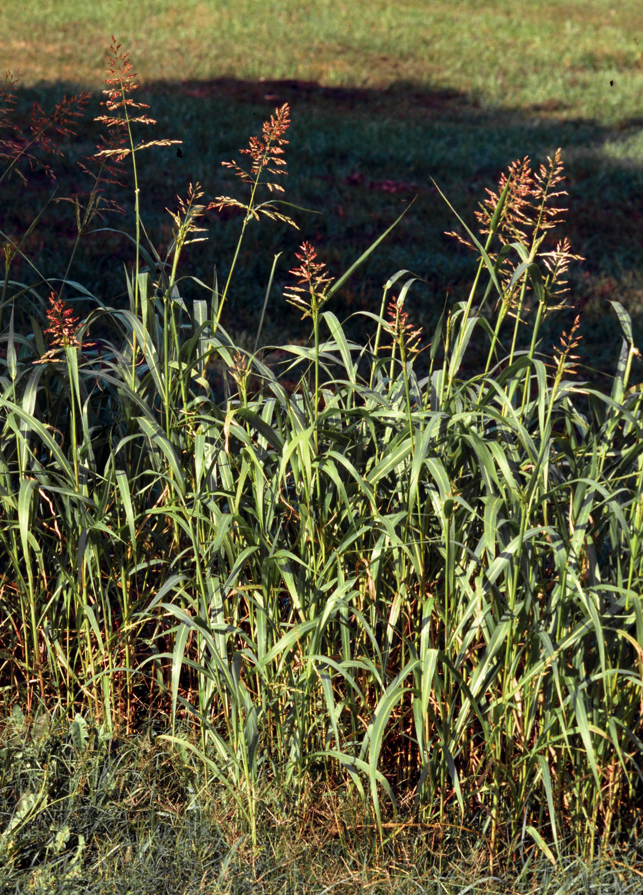 Johnsongrass growth habit (Miller and Bodner, Southern Weed Science Society, Bugwood.org)