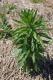 Marestail/Horseweed