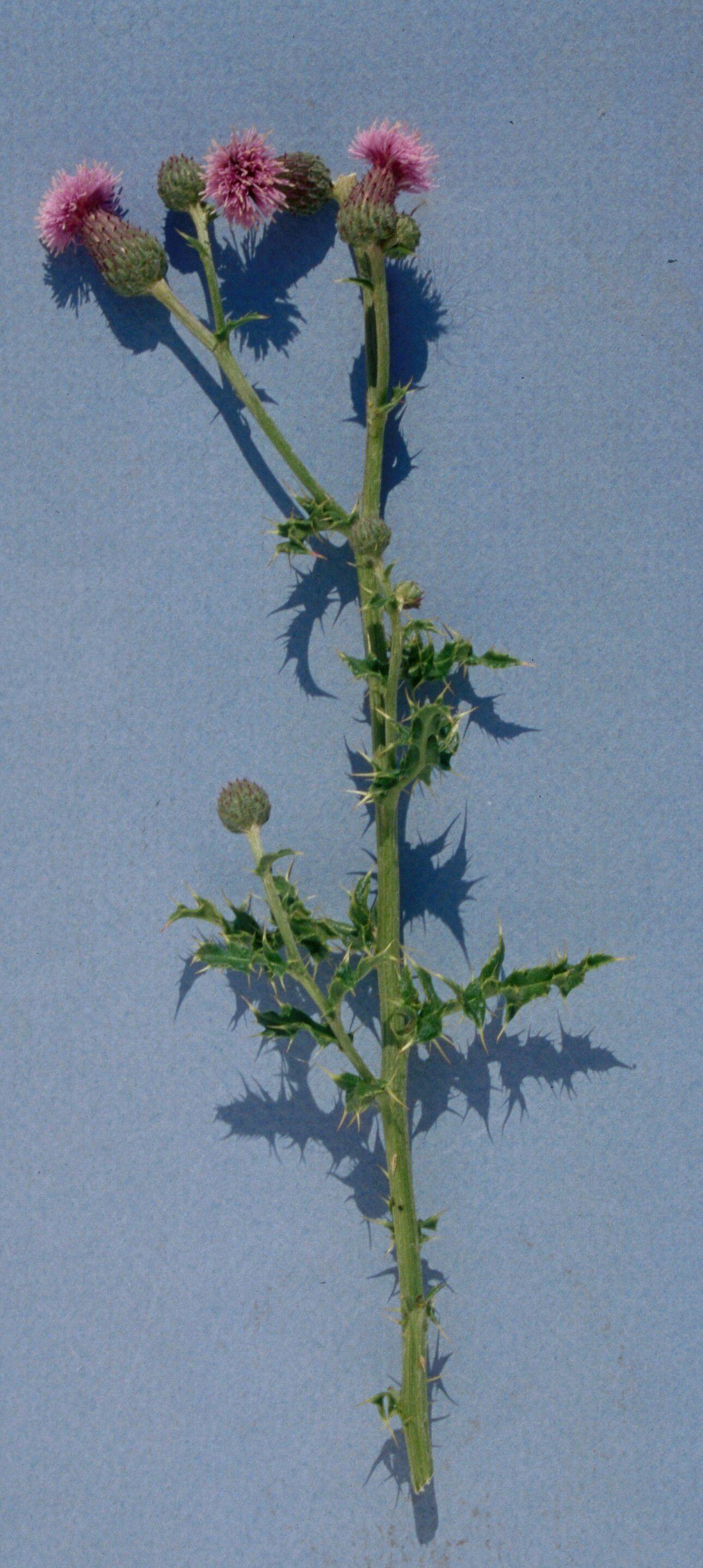 Canada thistle flowers. 