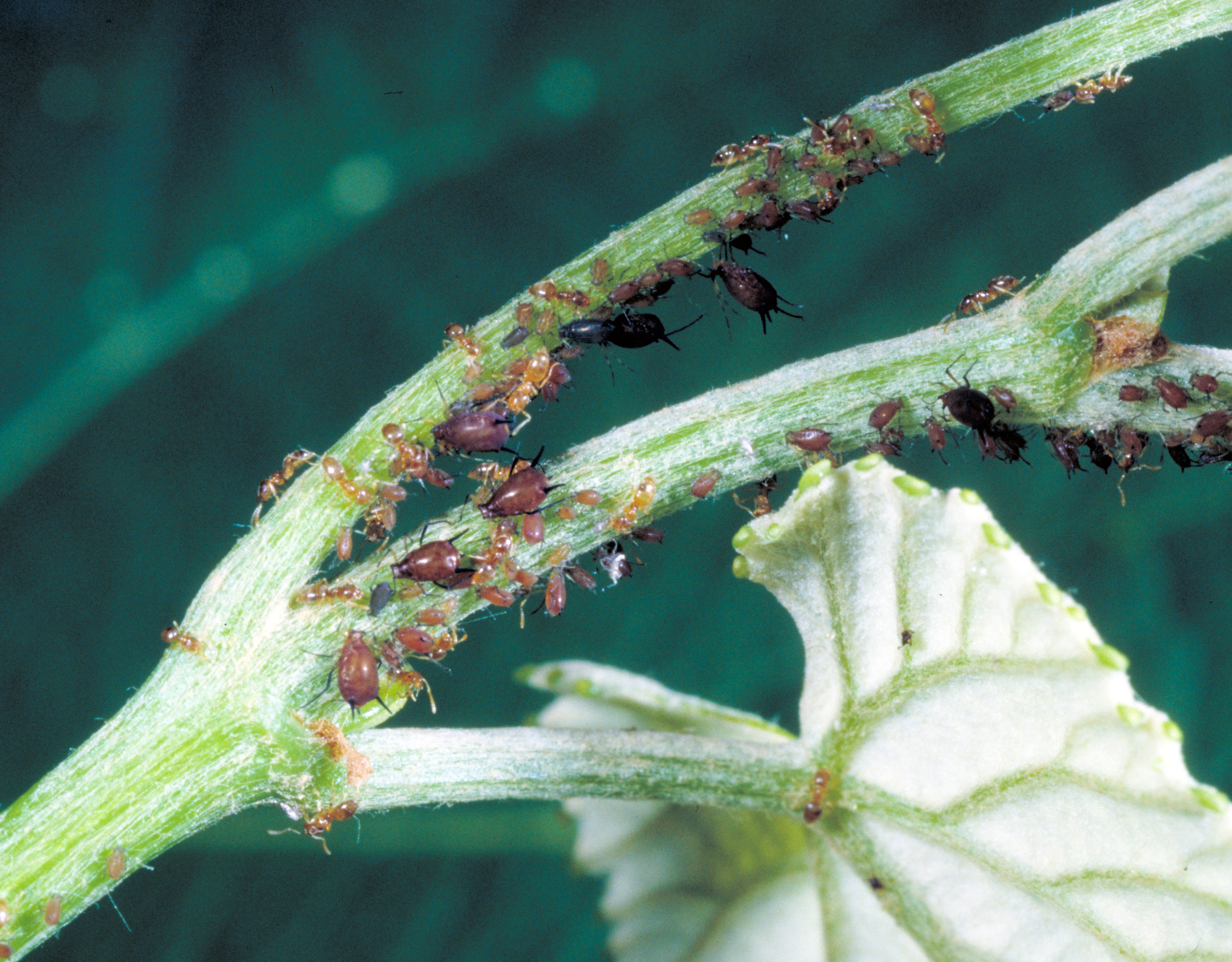 Grapevine adult and immature aphids. 