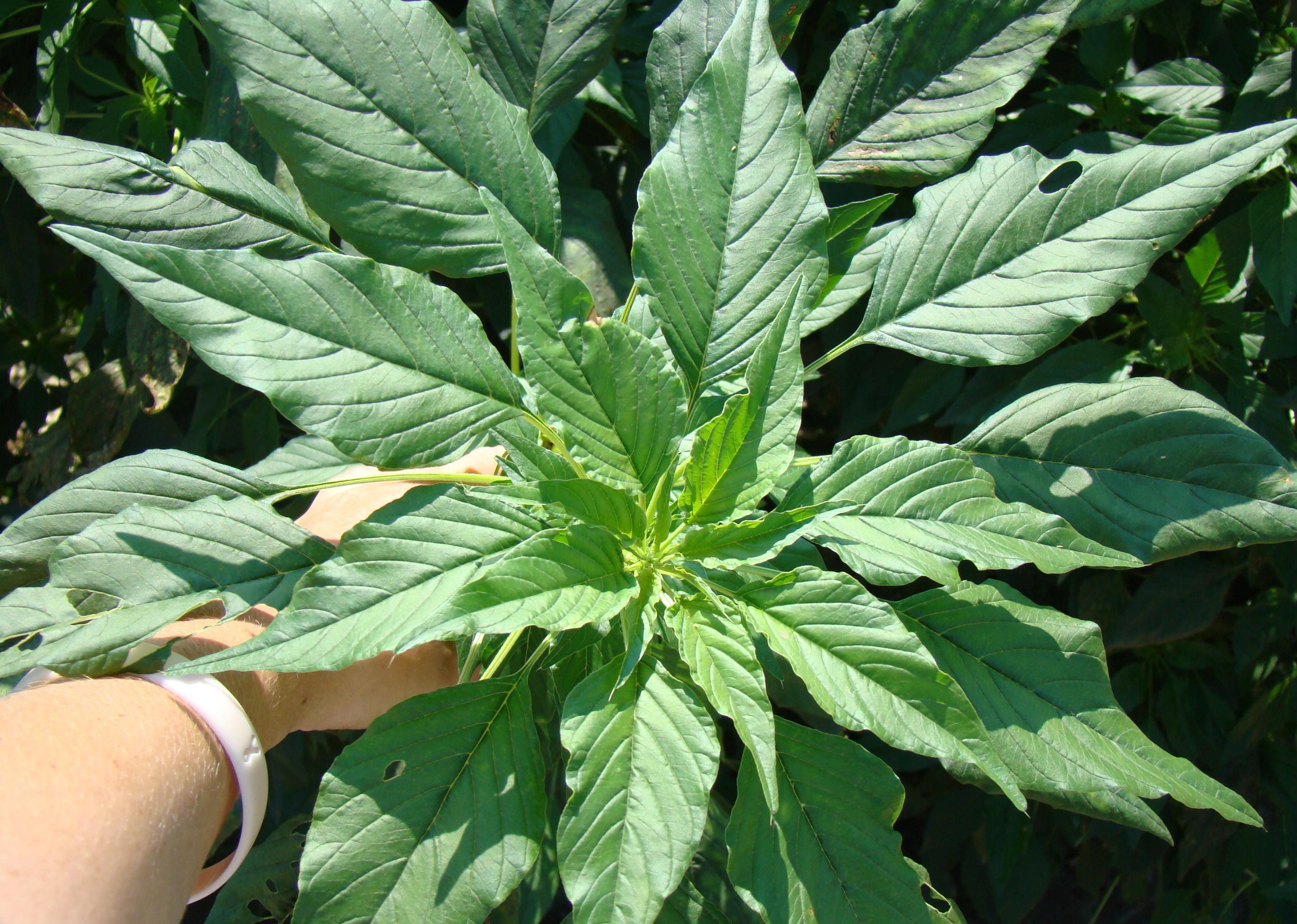 Palmer amaranth foliage. 