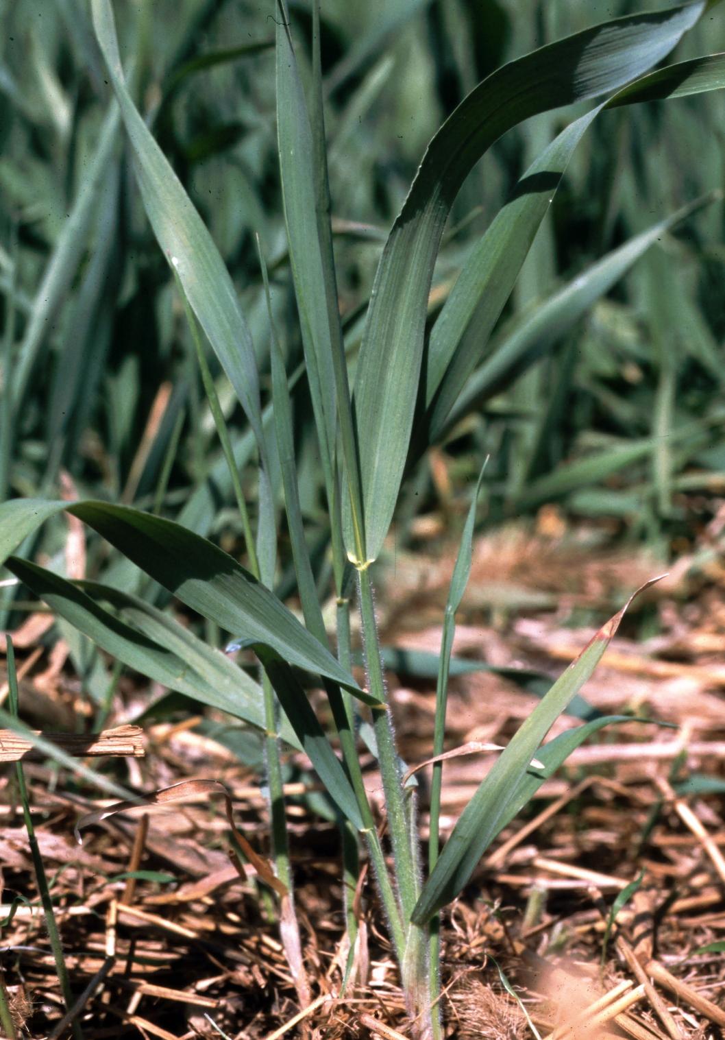 Quackgrass growth habit (Ohio State Weed Laboratory, Ohio State University, Bugwood.org)