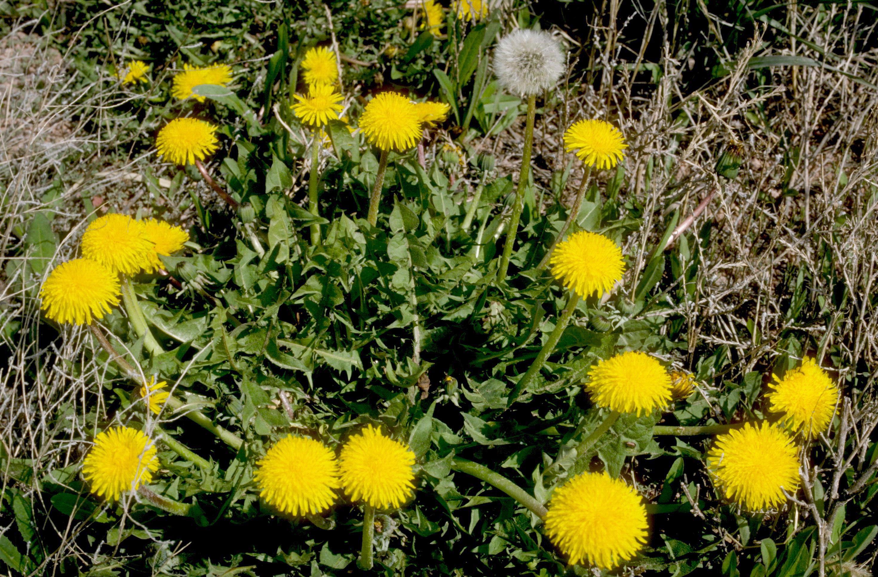 Dandelion flowers and seedhead. 