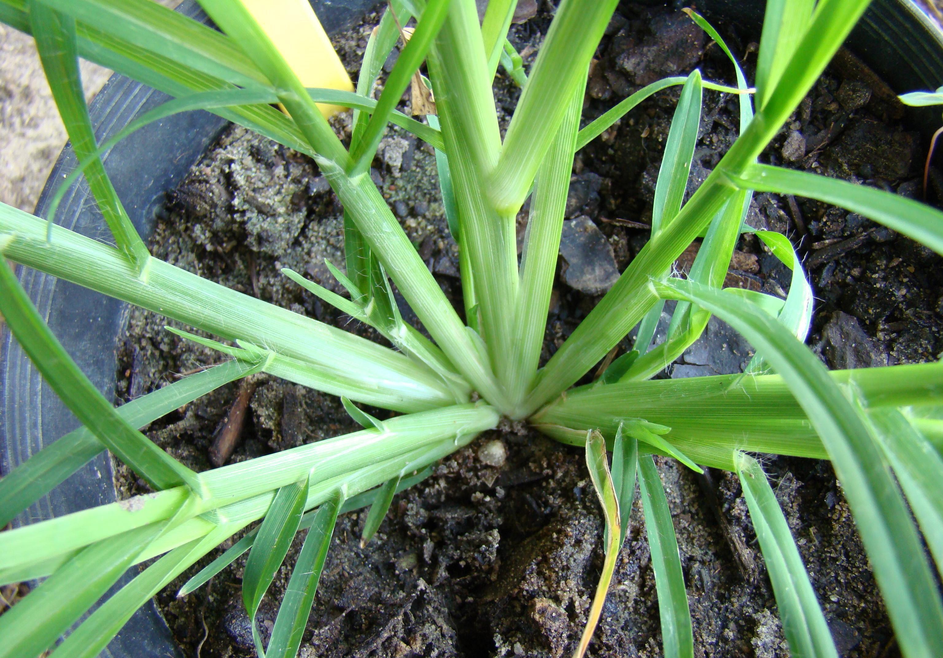 Goosegrass growth habit. 