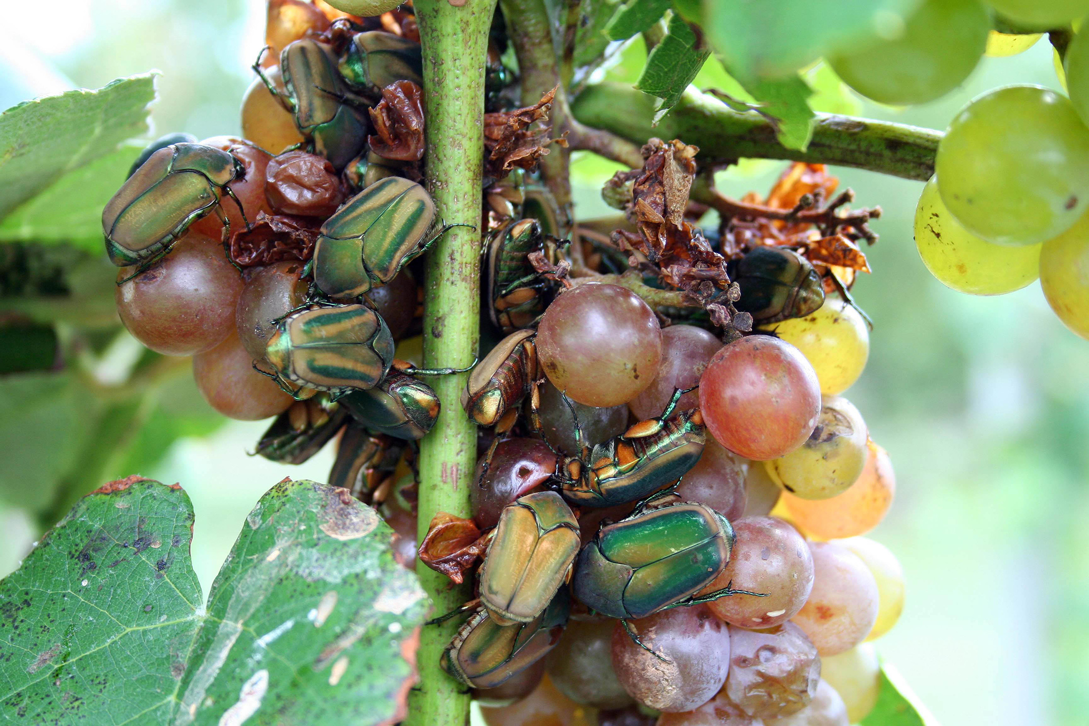 Green June beetle adults feeding on fruit. 