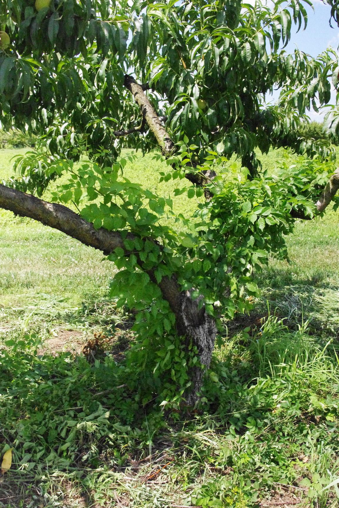 Trumpet vine growth habit. 