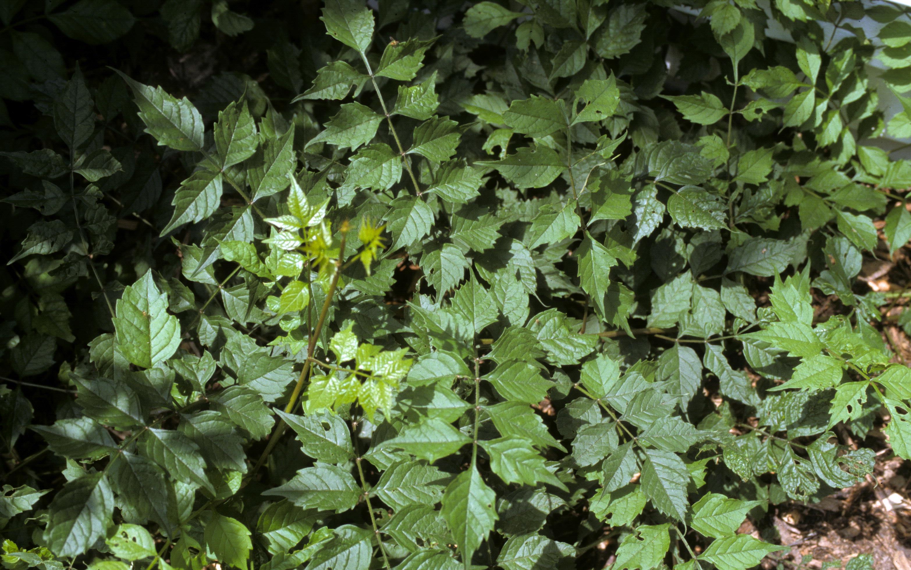Close-up of trumpet vine foliage. 