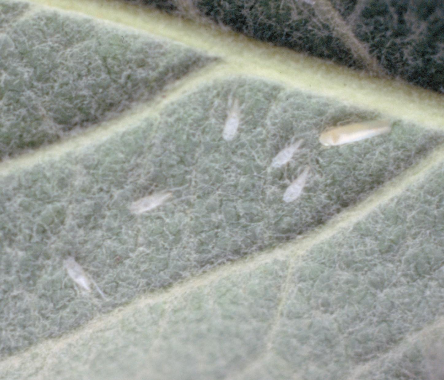 White apple leafhopper juveniles and adult (Bessin, UKY)