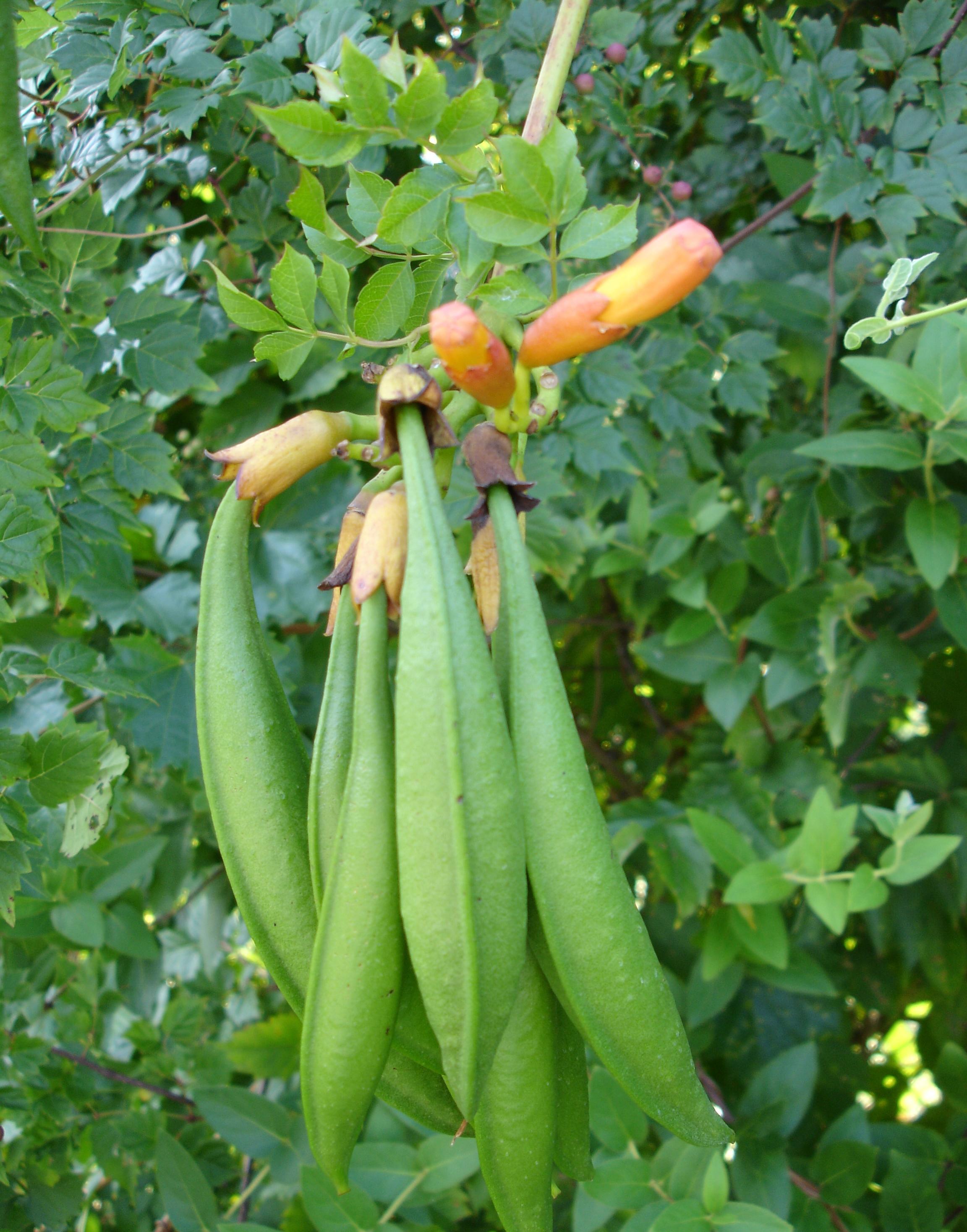 Trumpet vine fruit. 