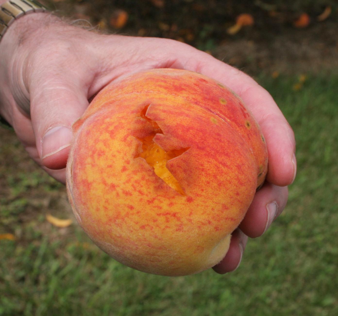 Bird damage to fruit. 