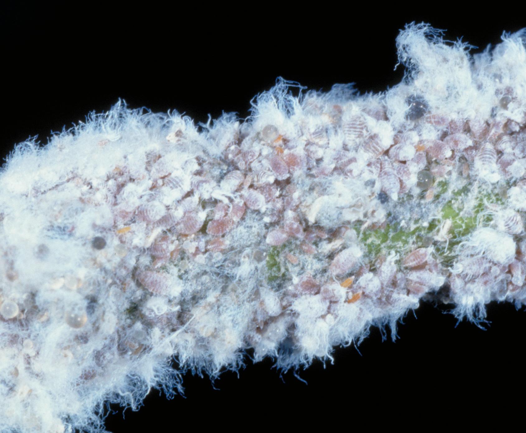 Woolly apple aphids covering a branch (Bessin, UKY)