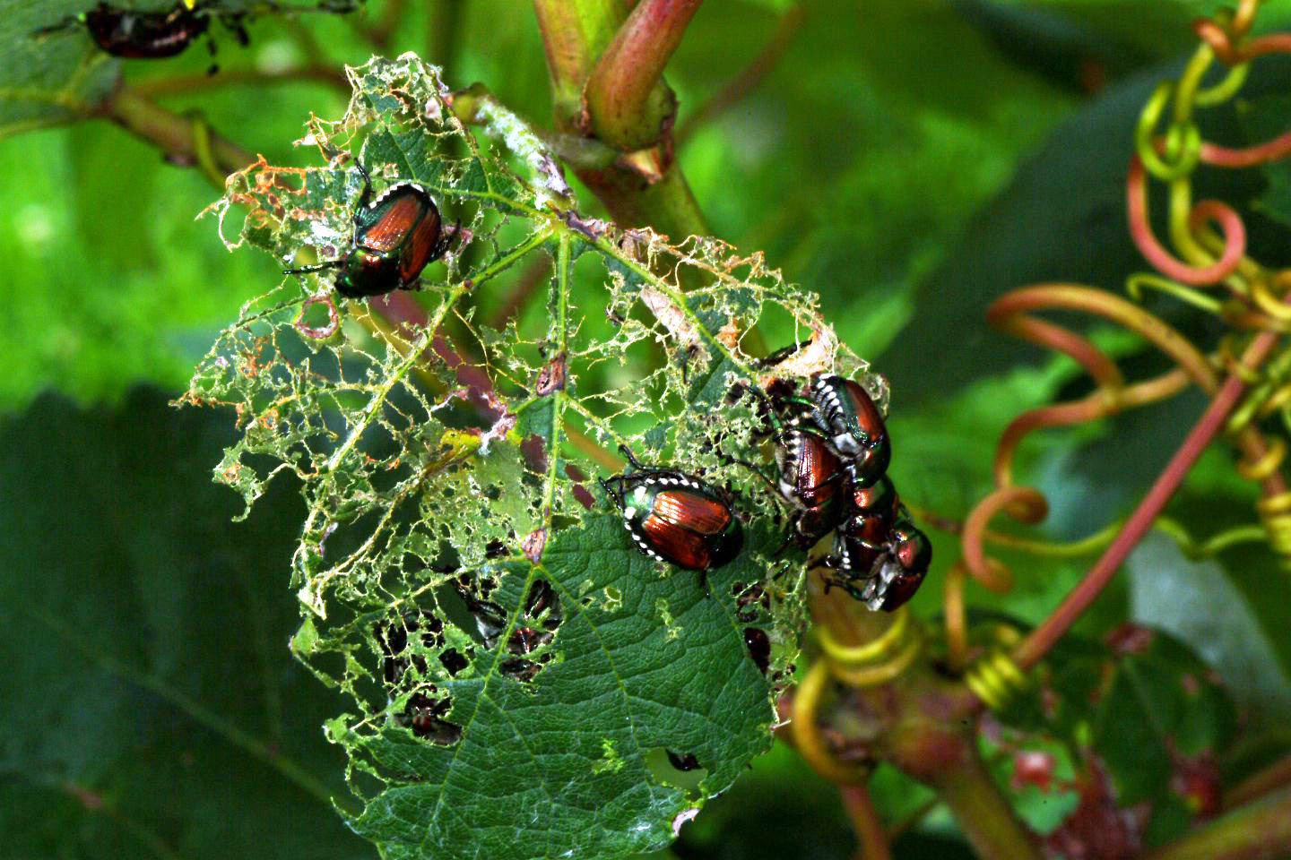 Japanese beetle feeding damage to grape leaves. 