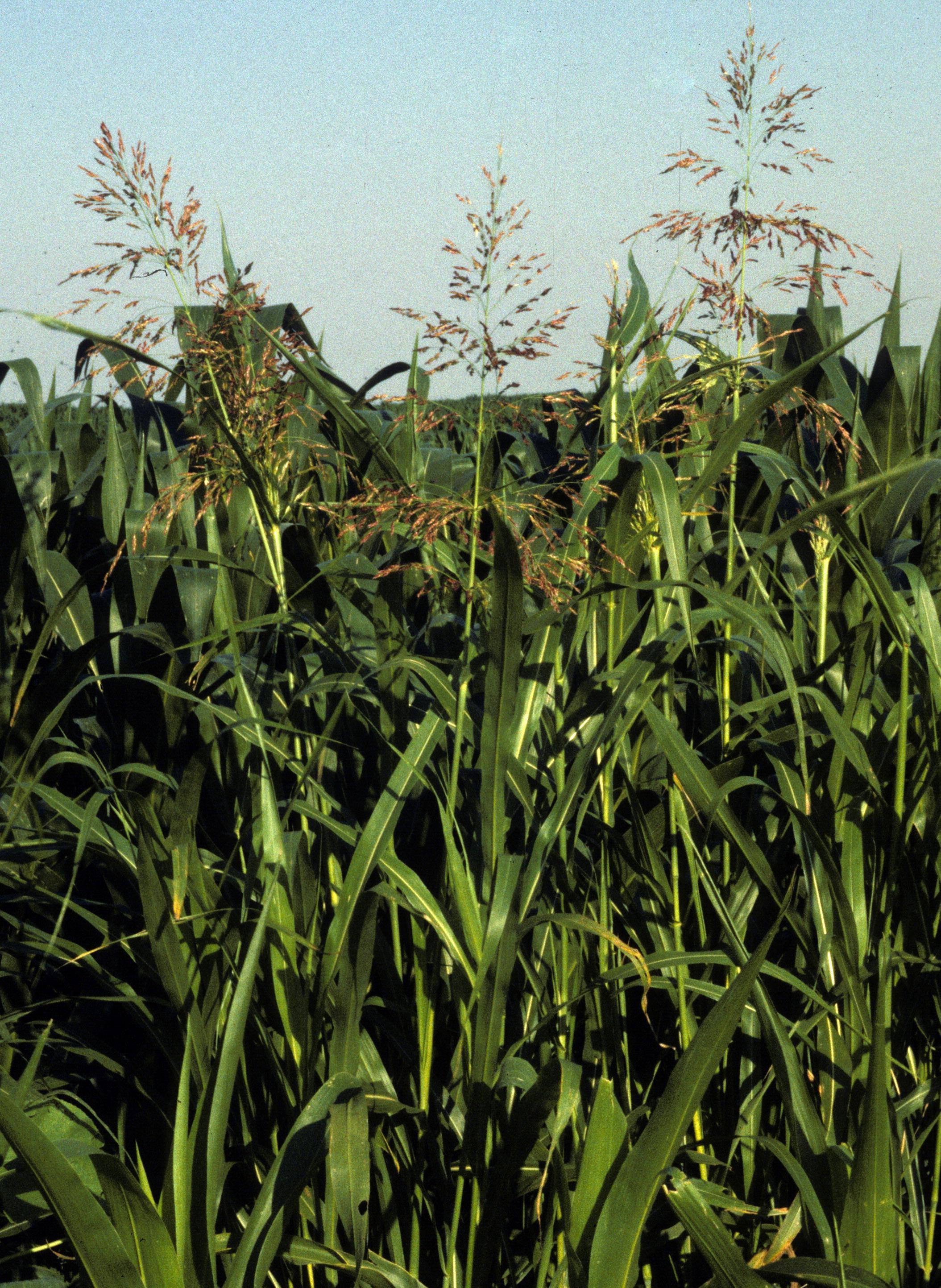 Johnsongrass flower heads. 