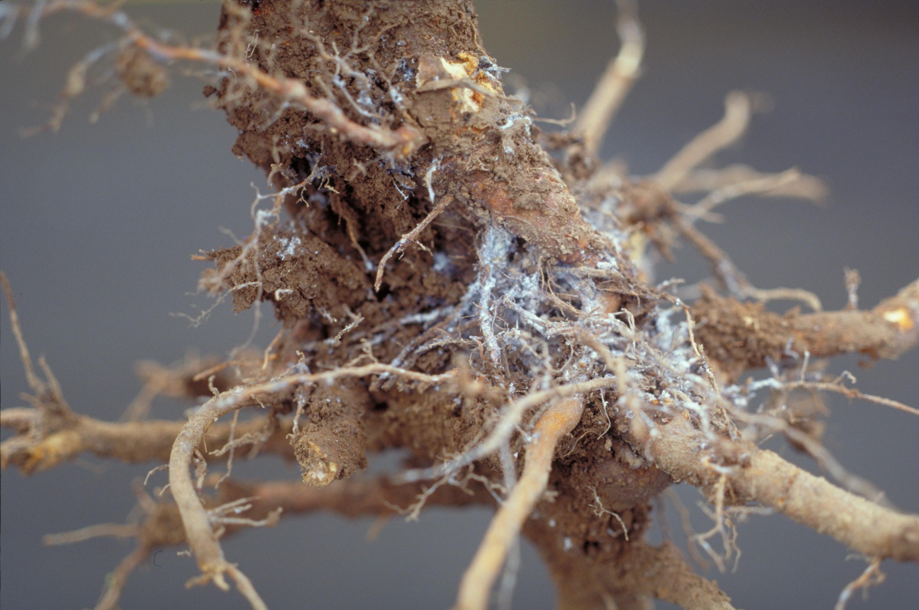Woolly apple aphid on roots (Bessin, UKY)