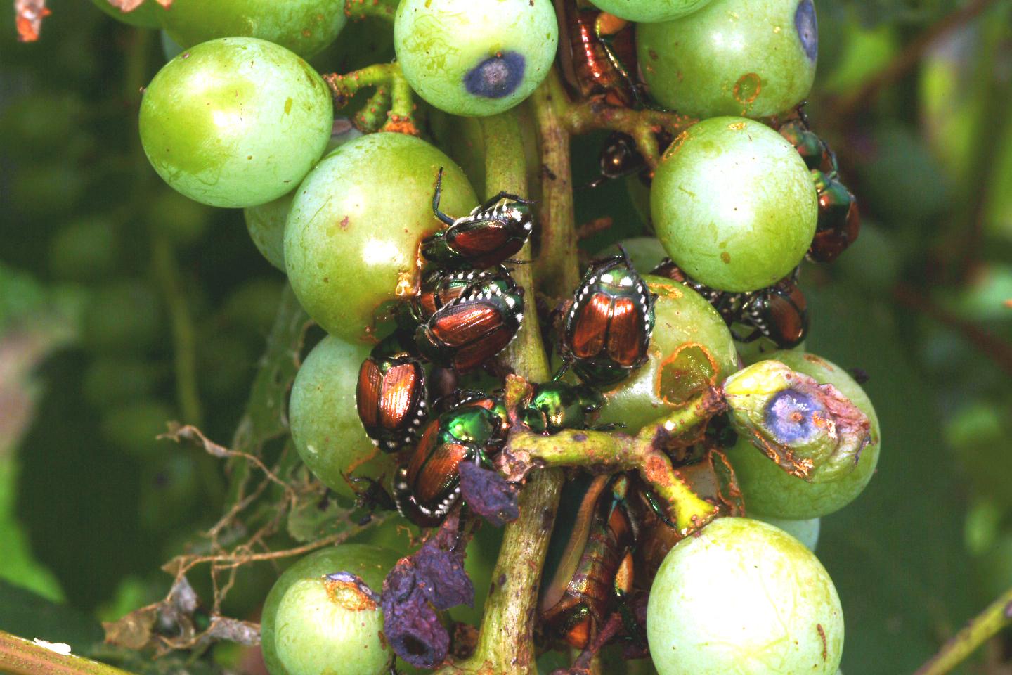 Japanese beetle damage to berries. 