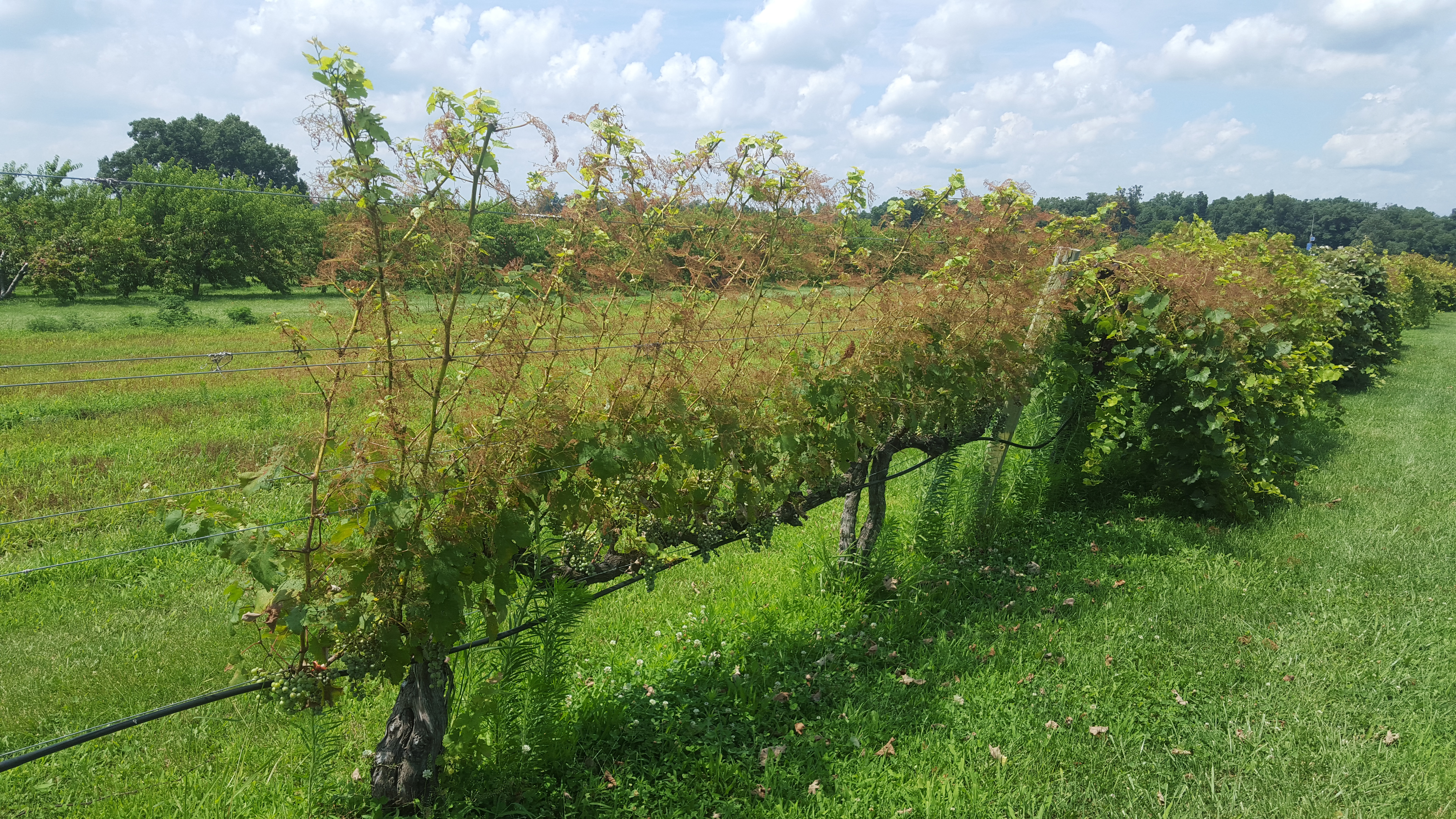 Grape cultivars vary in attractiveness to Japanese beetle; note the difference in grapevines in the foreground compared to those in background.  