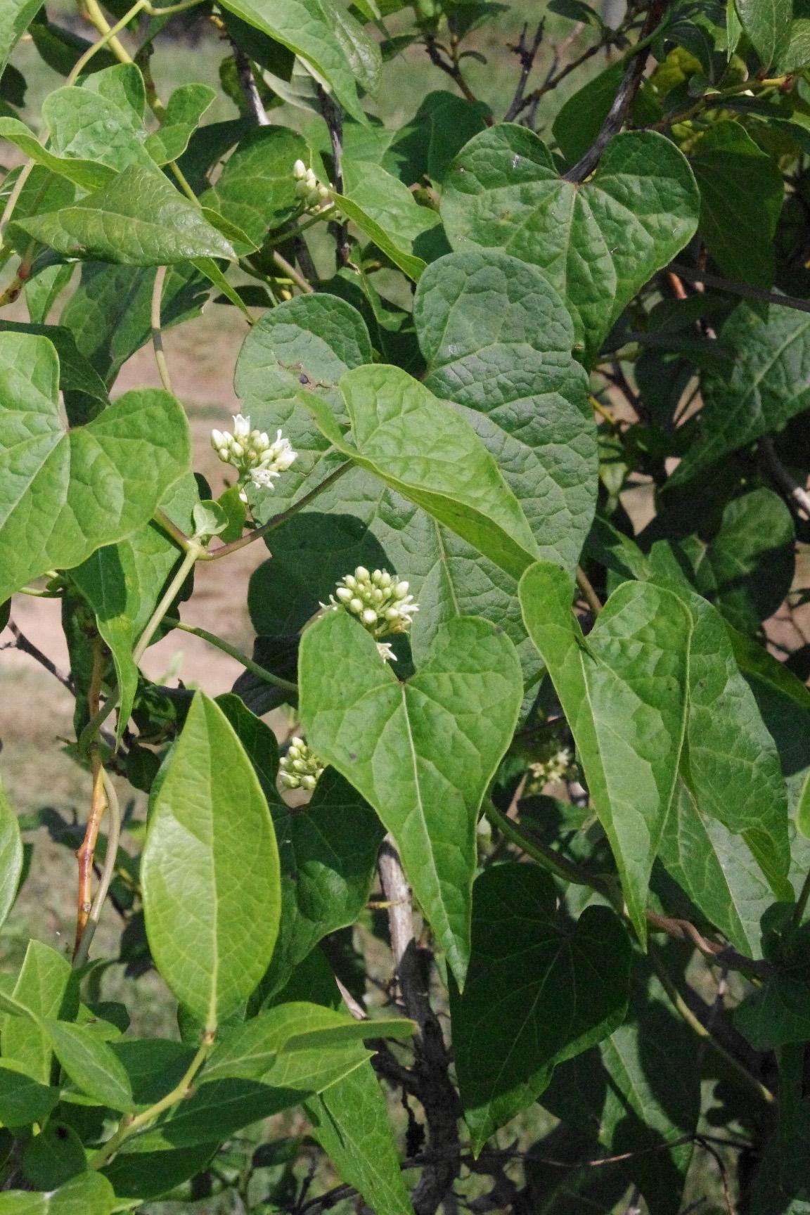 Honeyvine milkweed (Strang, UKY)