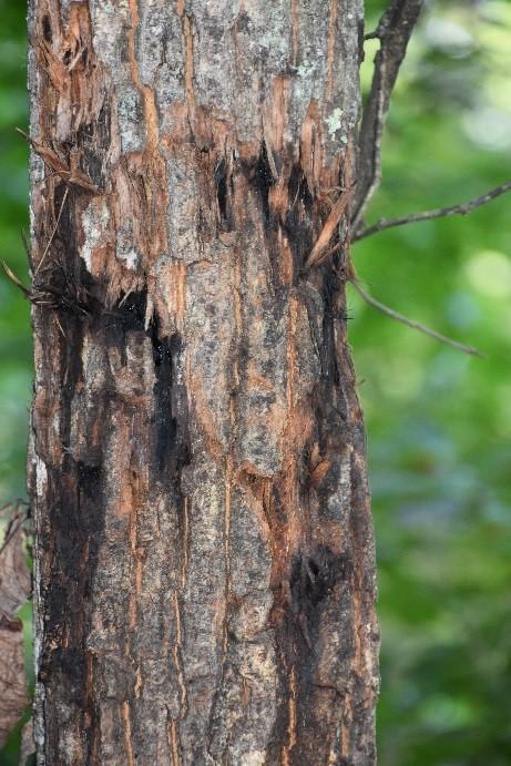 Bear claw marks on tree. 