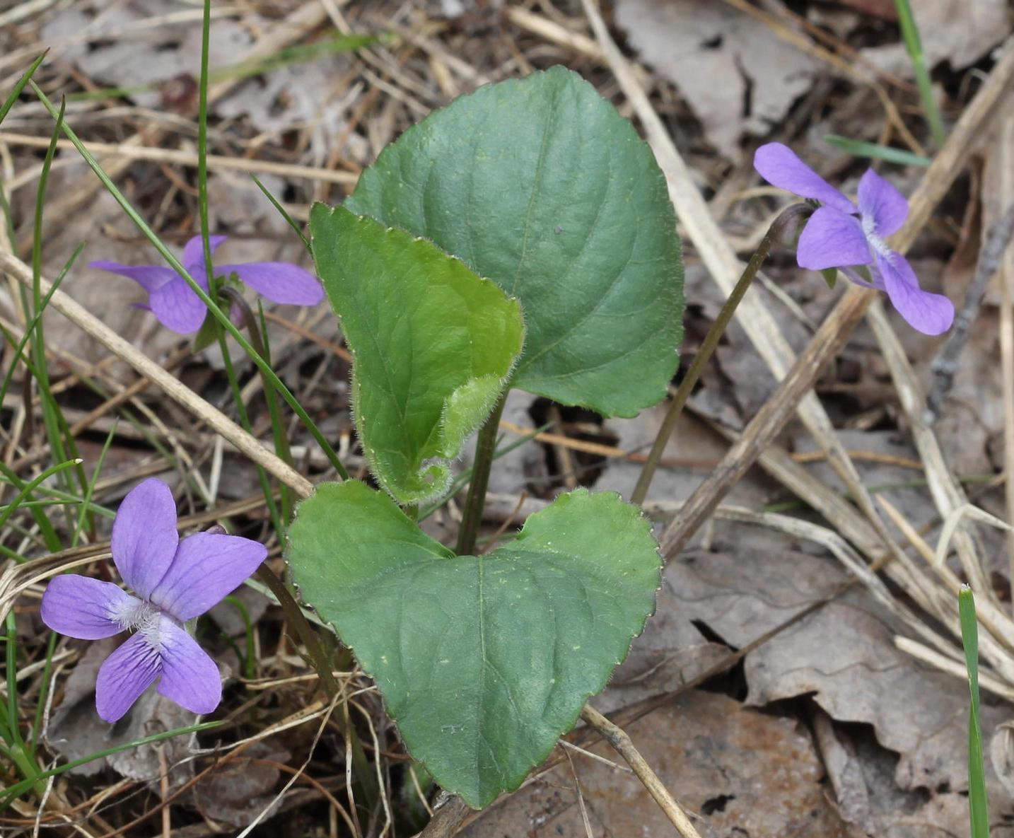 Common blue violet in bloom (Routledge, Sault College, Bugwood.org)
