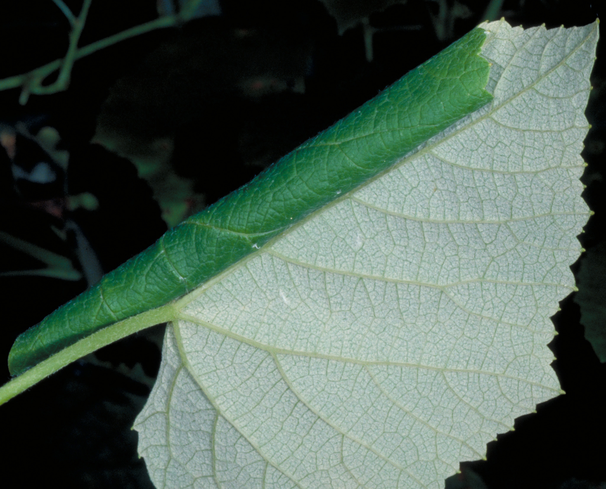 Leaf rolled with silk by leafroller larvae. 