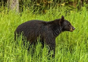 Black bear. 