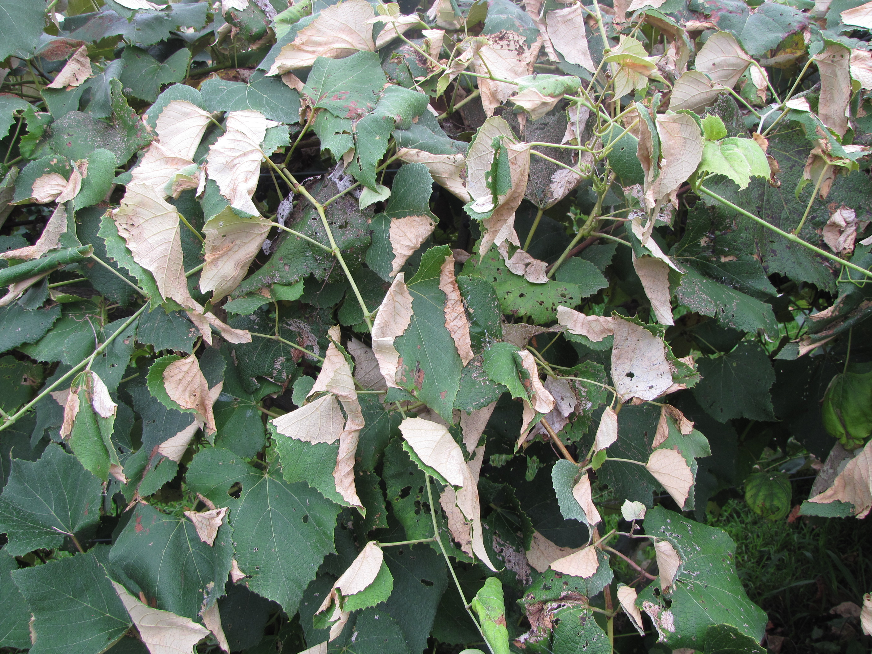 Foliage damage by leafroller larvae. 