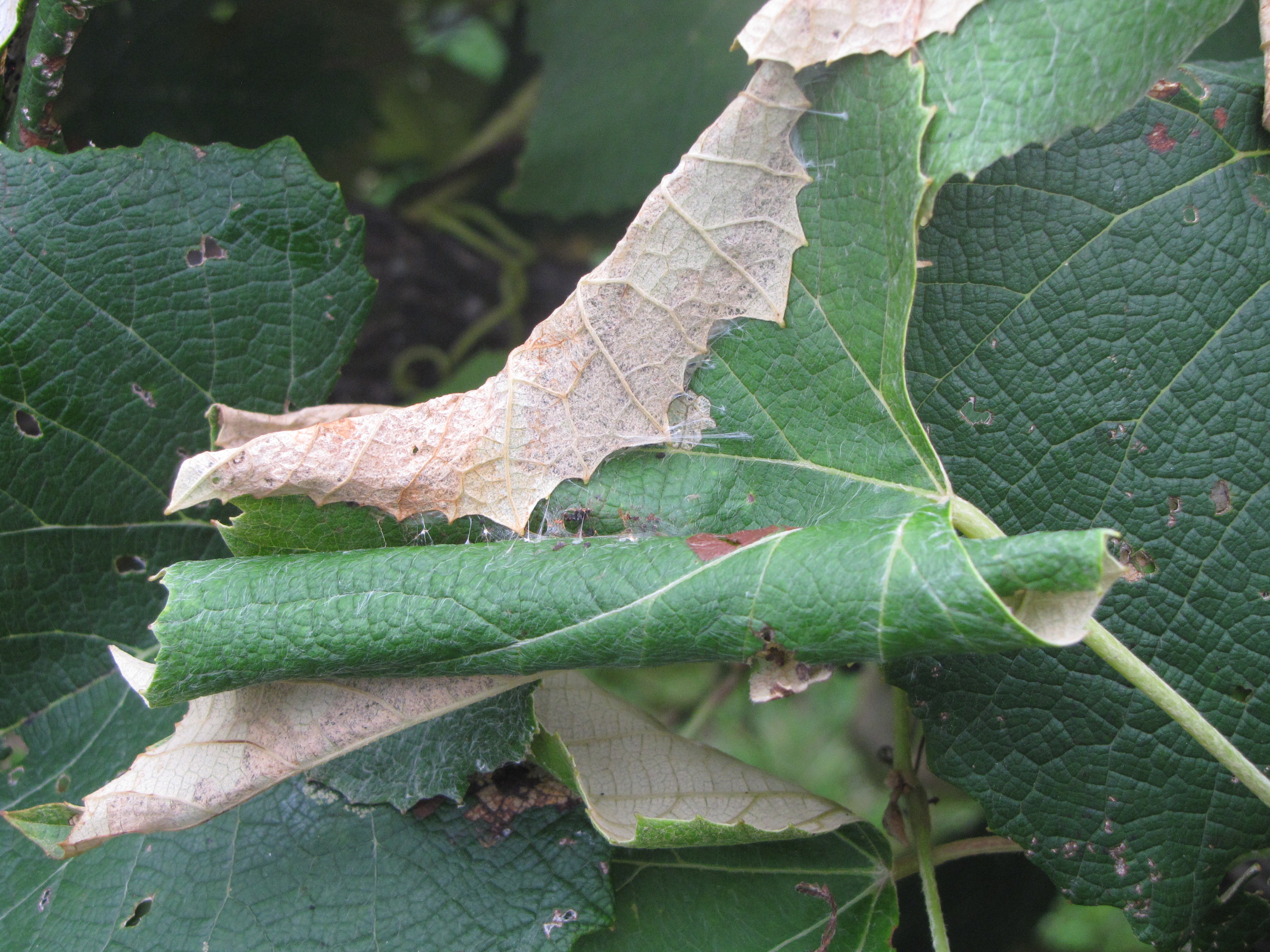Leafroller leaf damage close-up. 