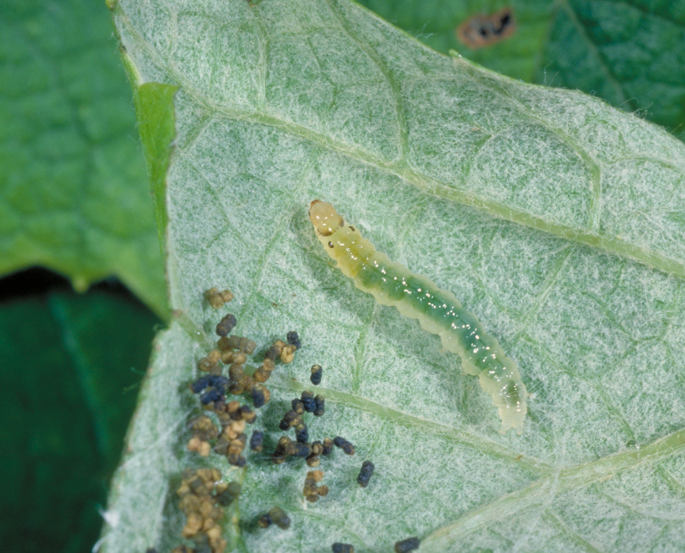 Leafroller larva feeding inside rolled leaf (with black and brown waste material). 