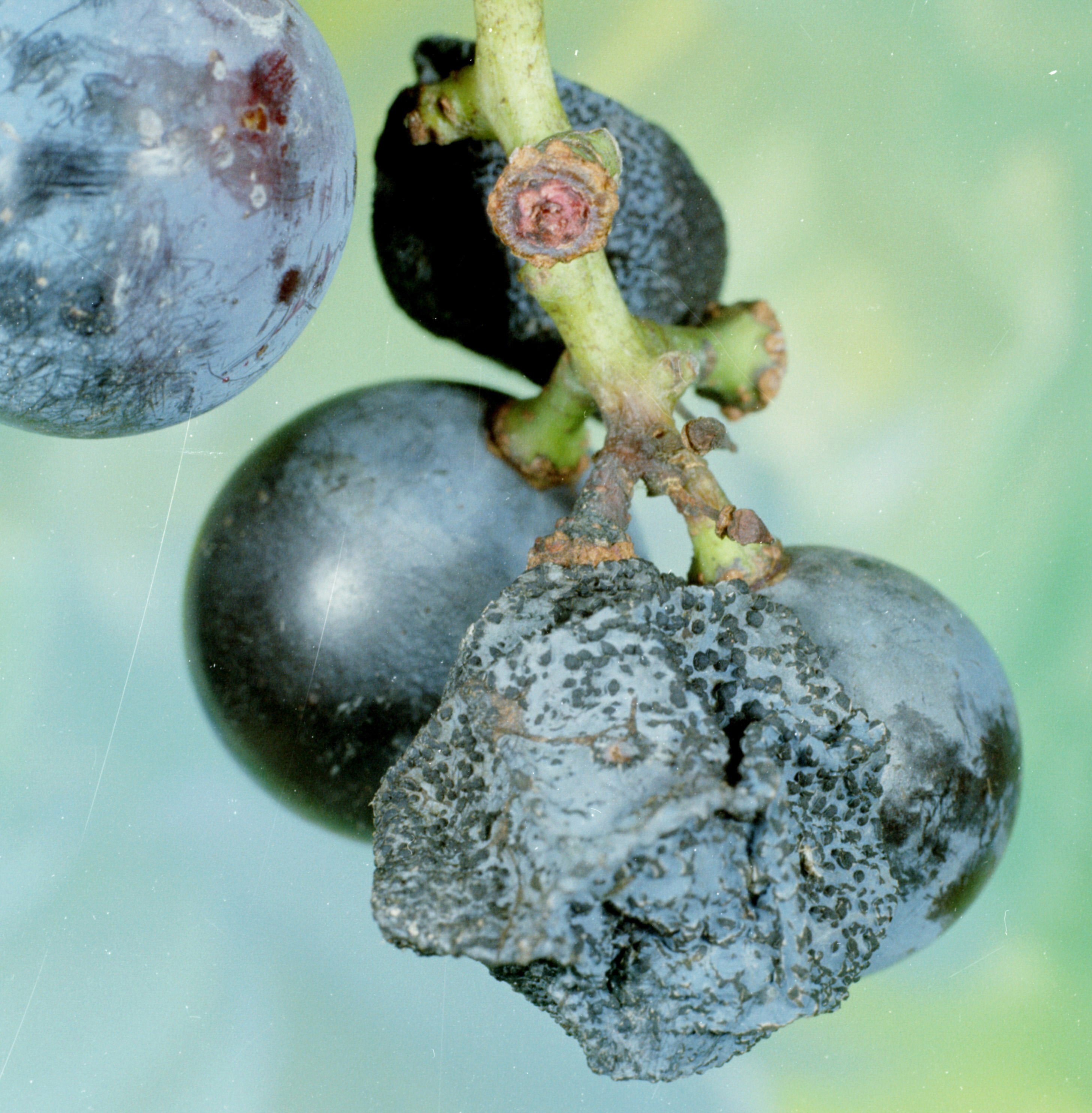 Bitter rot and visible acervuli on fruit. 