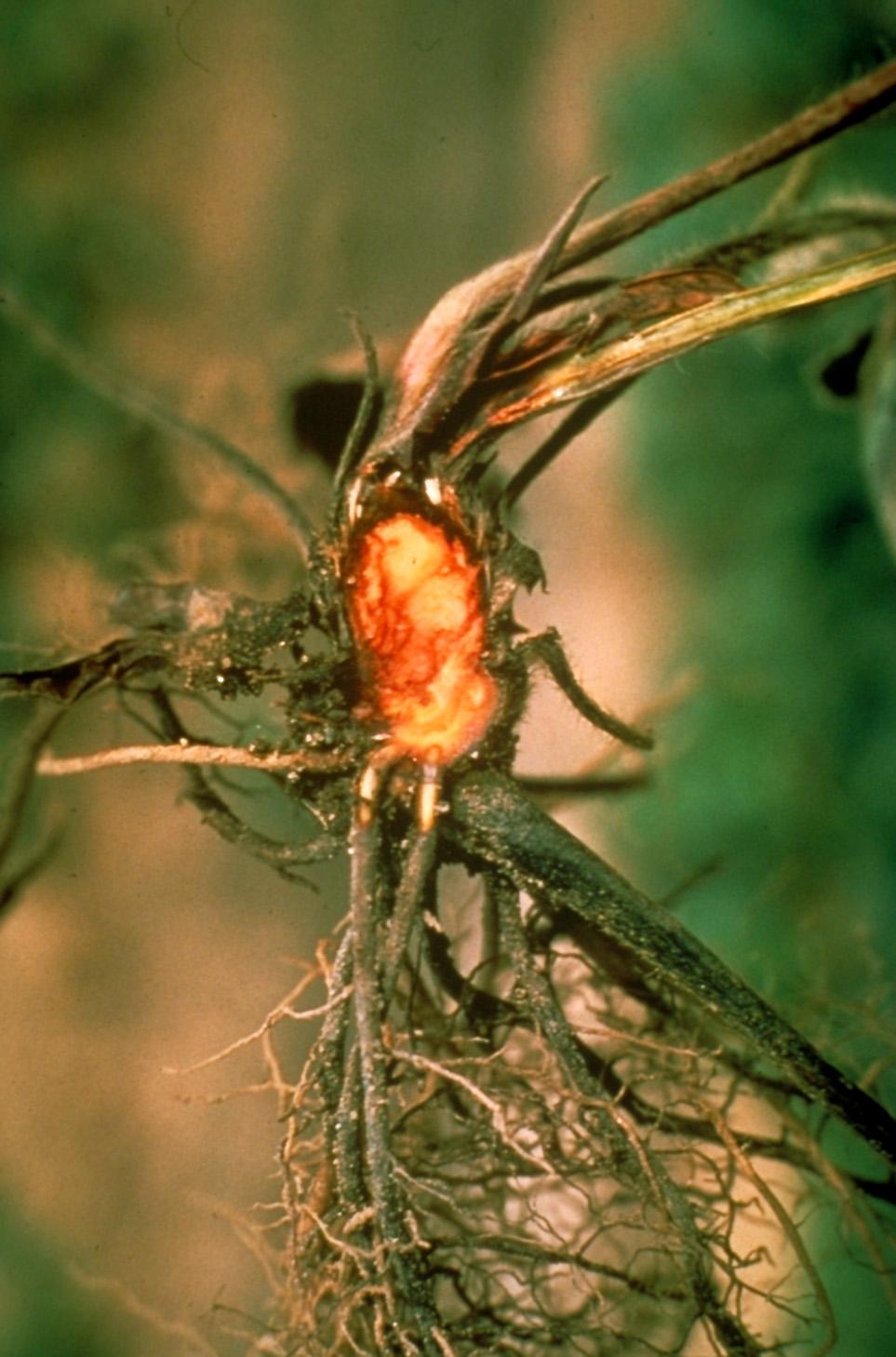 Anthracnose crown rot (Unknown, UKY)