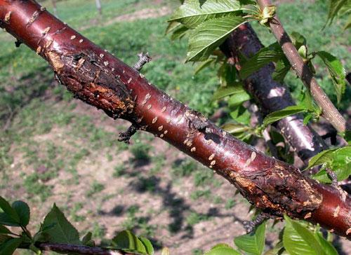 Bacterial canker on branch. 
