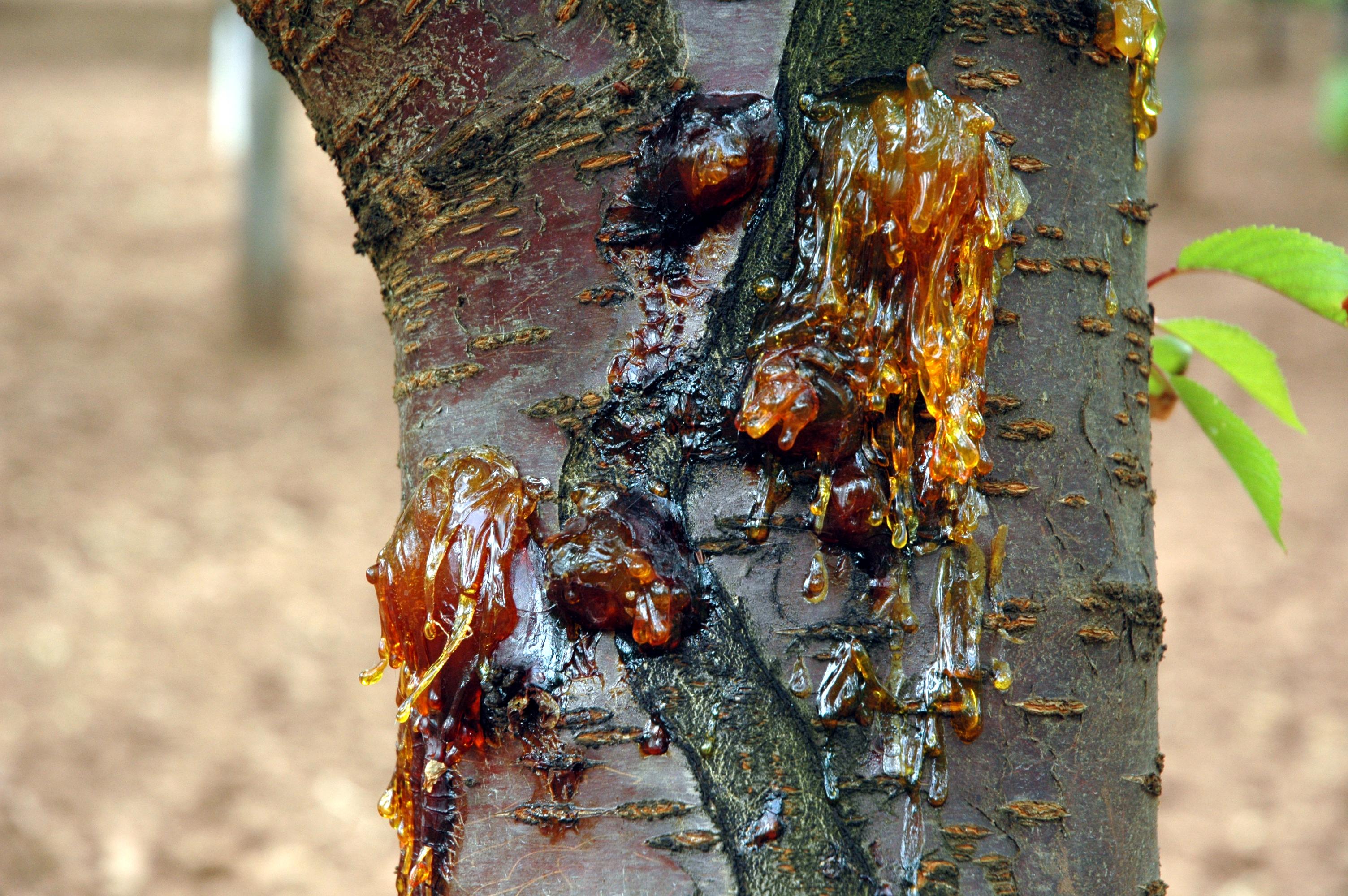 Bacterial canker gums (gummosis) exuding from infection site.  