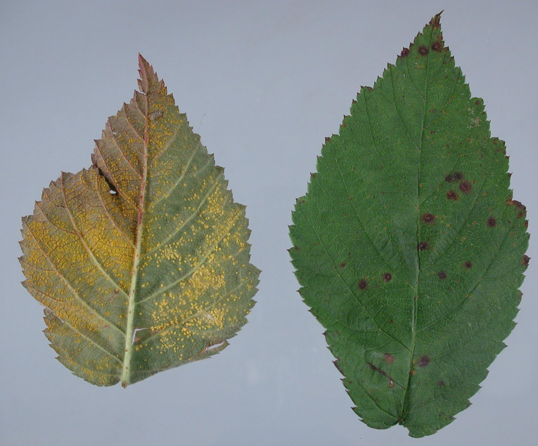 Rust pustules on lower (left), and upper (right) leaf surfaces. 