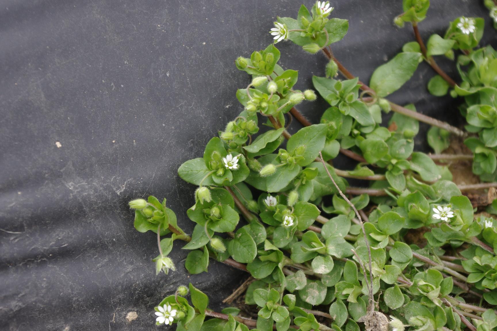 Chickweed in bloom (Strang, UKY)
