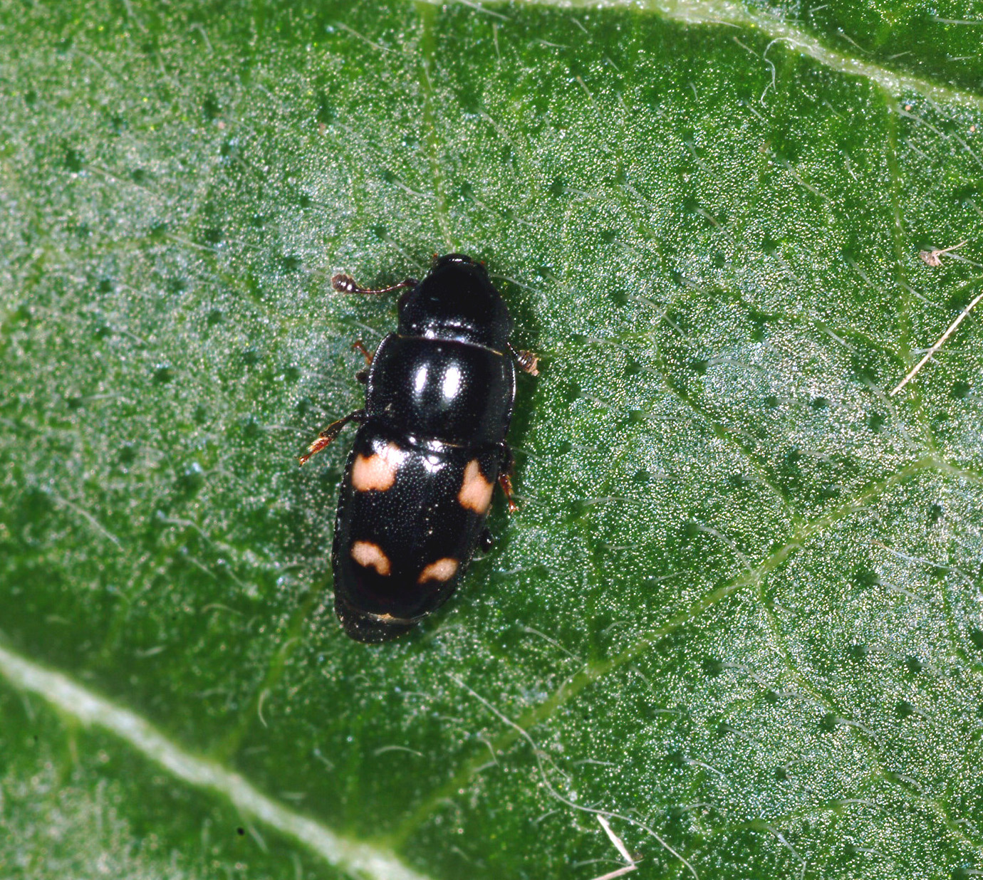 One of several species of sap beetle (adult). 