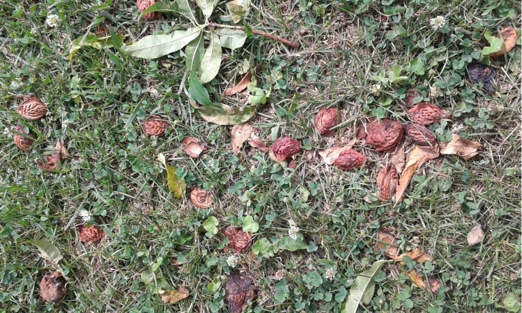 Raccoons and opossums leave behind peach pits after consuming fruit.  