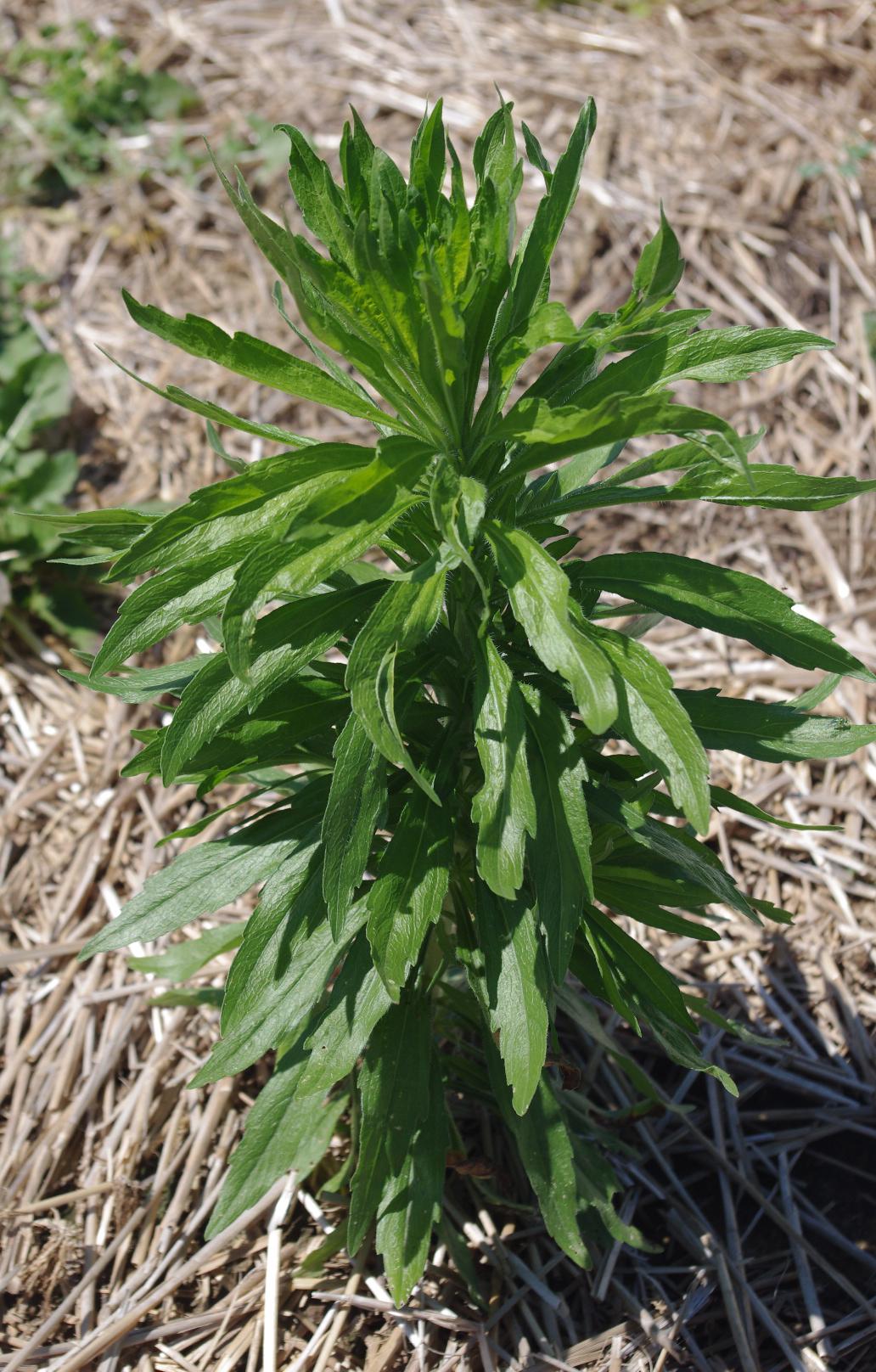 Marestail side view of growth habit. 