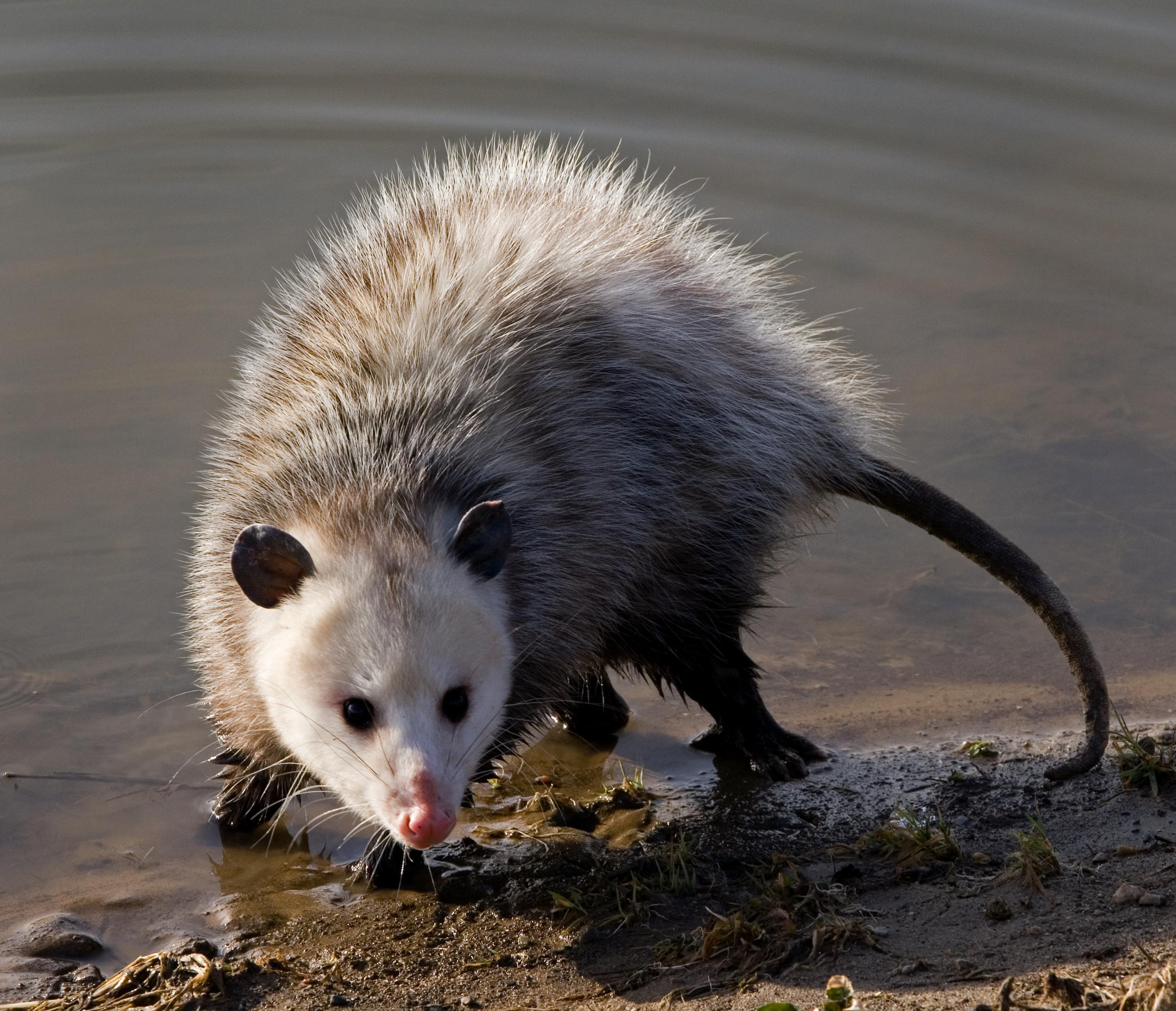 Opossum. 