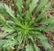 Marestail/horseweed
