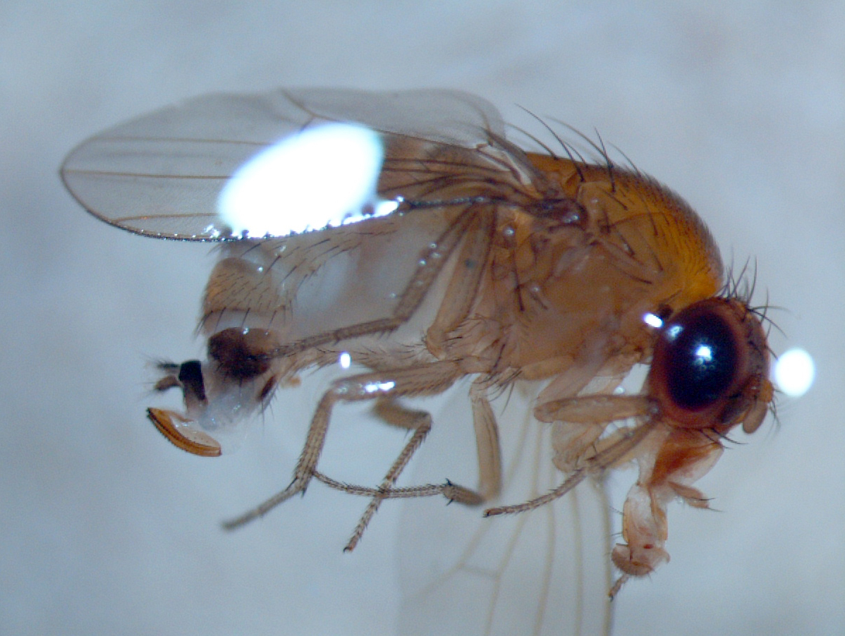 Spotted wing drosophila adult female with distinct ovipositor.  