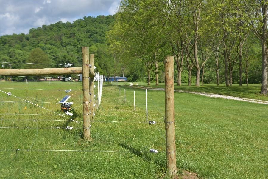 Use off-set electric fence to restrict access by deer and elk. 
